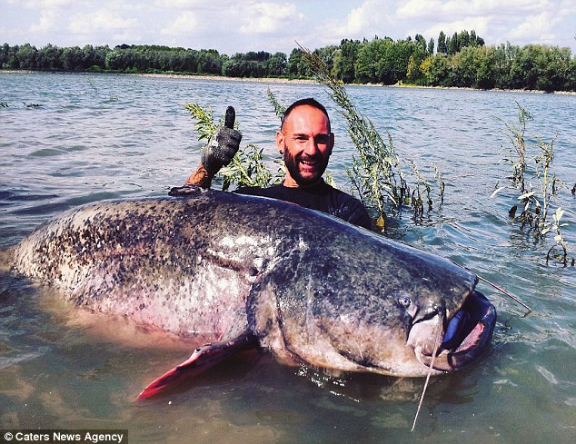 渔民钓起240斤重巨型鲶鱼 血盆大口仿佛海怪