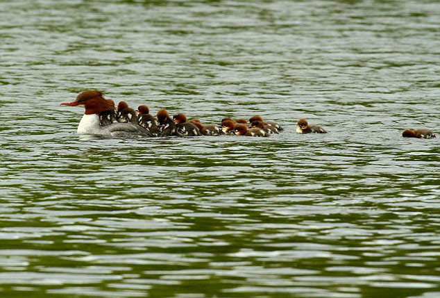 英国一母鸭背16只小鸭过河萌化人心