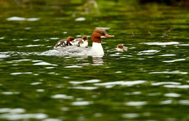 英国一母鸭背16只小鸭过河萌化人心