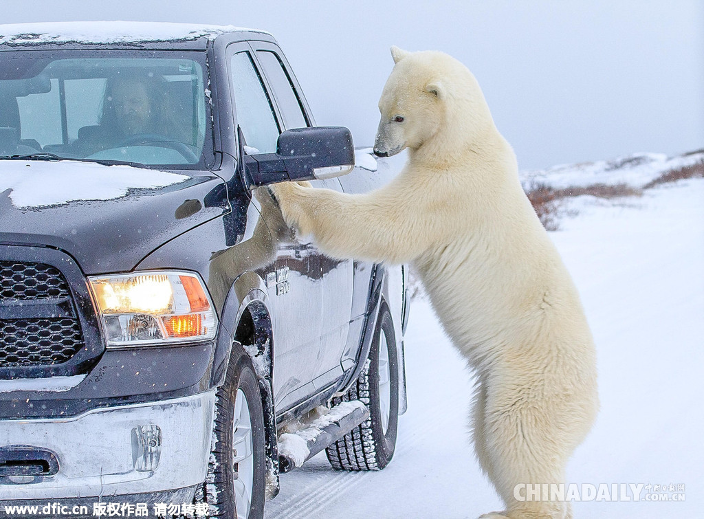 热心！北极熊变身汽修工为游客检查车辆