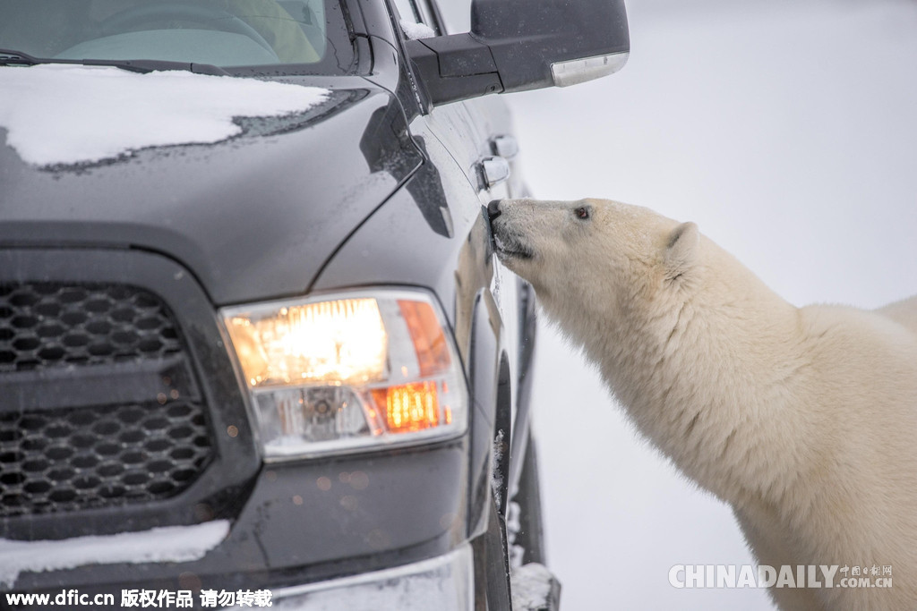 热心！北极熊变身汽修工为游客检查车辆