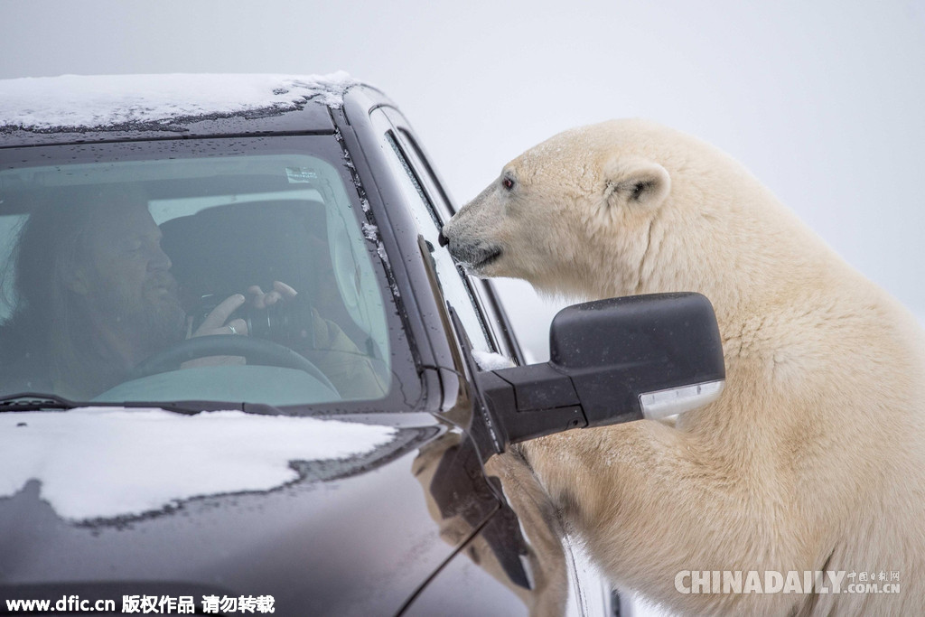 热心！北极熊变身汽修工为游客检查车辆