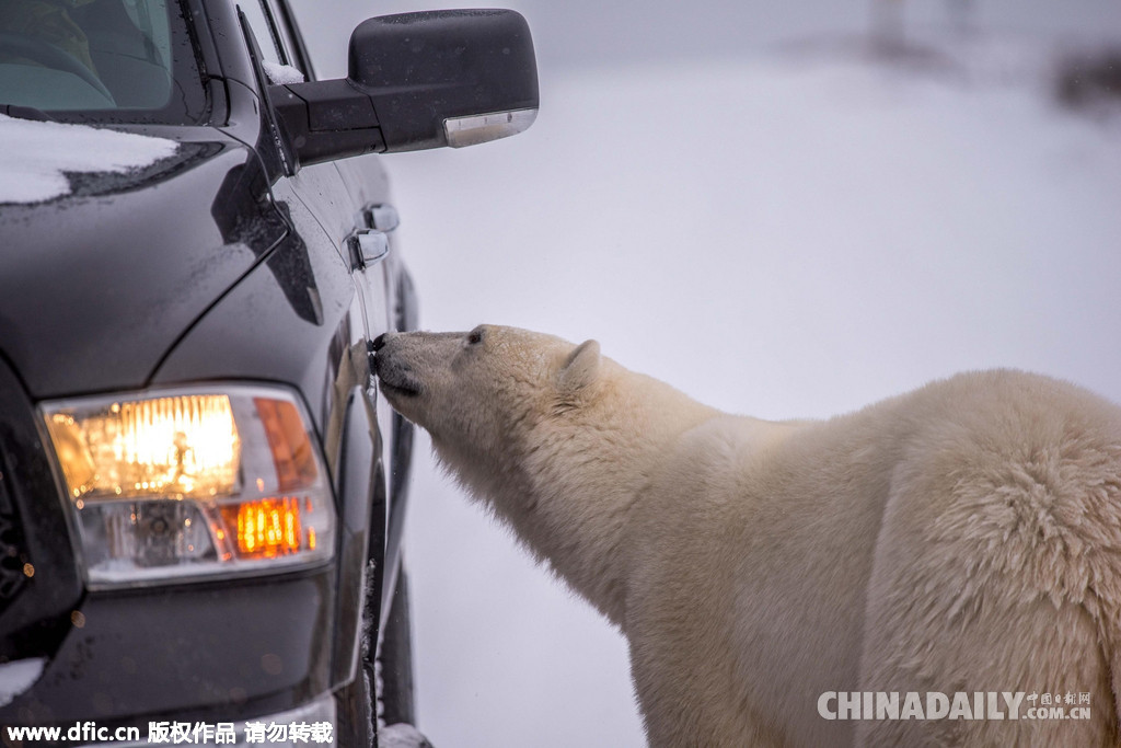 热心！北极熊变身汽修工为游客检查车辆