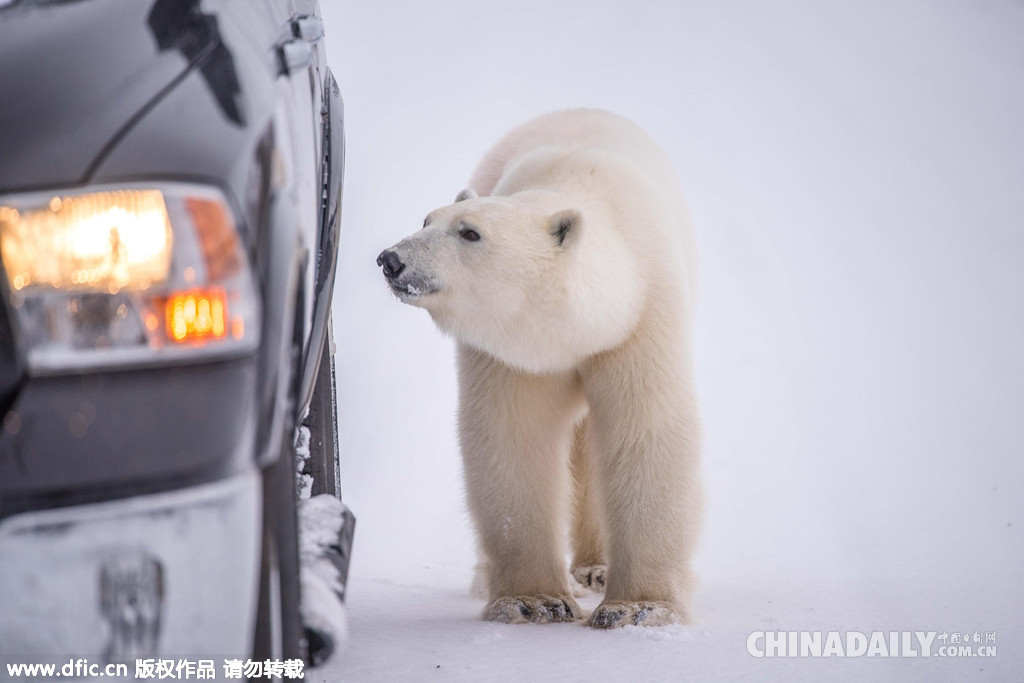 热心！北极熊变身汽修工为游客检查车辆