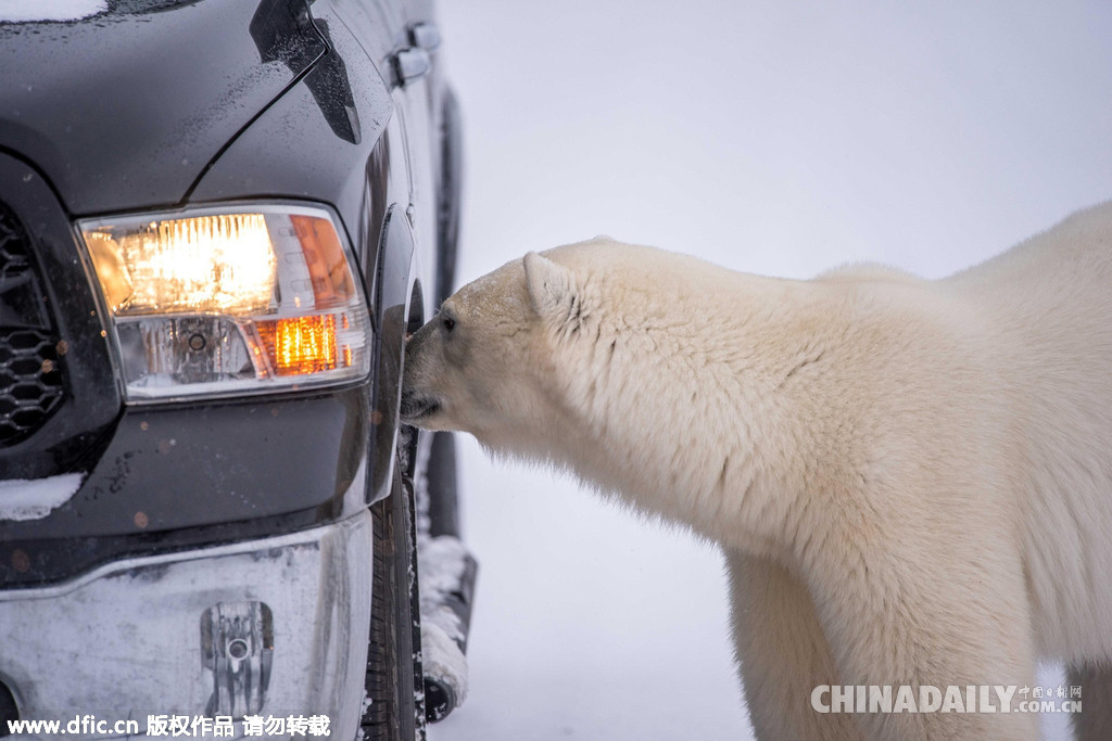 热心！北极熊变身汽修工为游客检查车辆