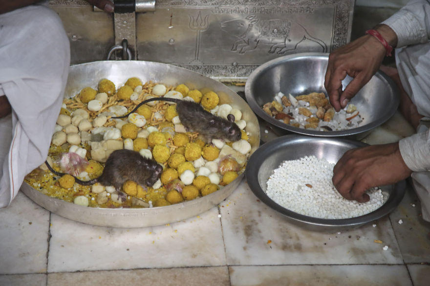 印度寺庙养2万只老鼠 信众买食物饲喂
