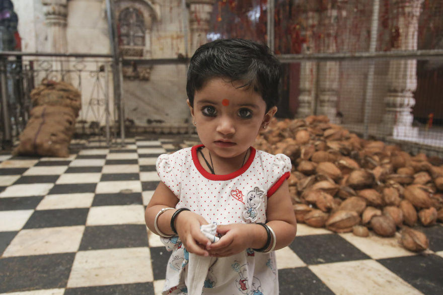 印度寺庙养2万只老鼠 信众买食物饲喂