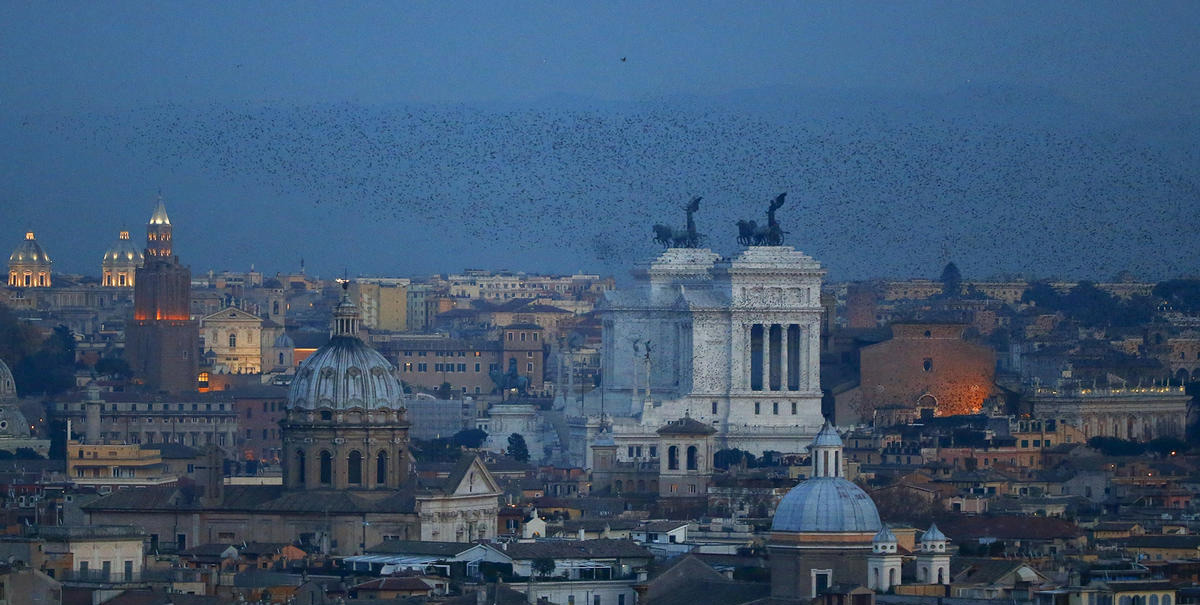 意大利罗马八哥&ldquo;压城&rdquo; 场面壮观
