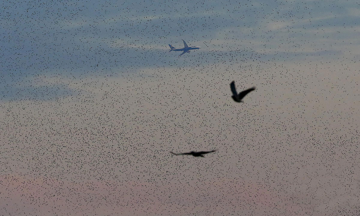 意大利羅馬八哥&ldquo;壓城&rdquo; 場面壯觀