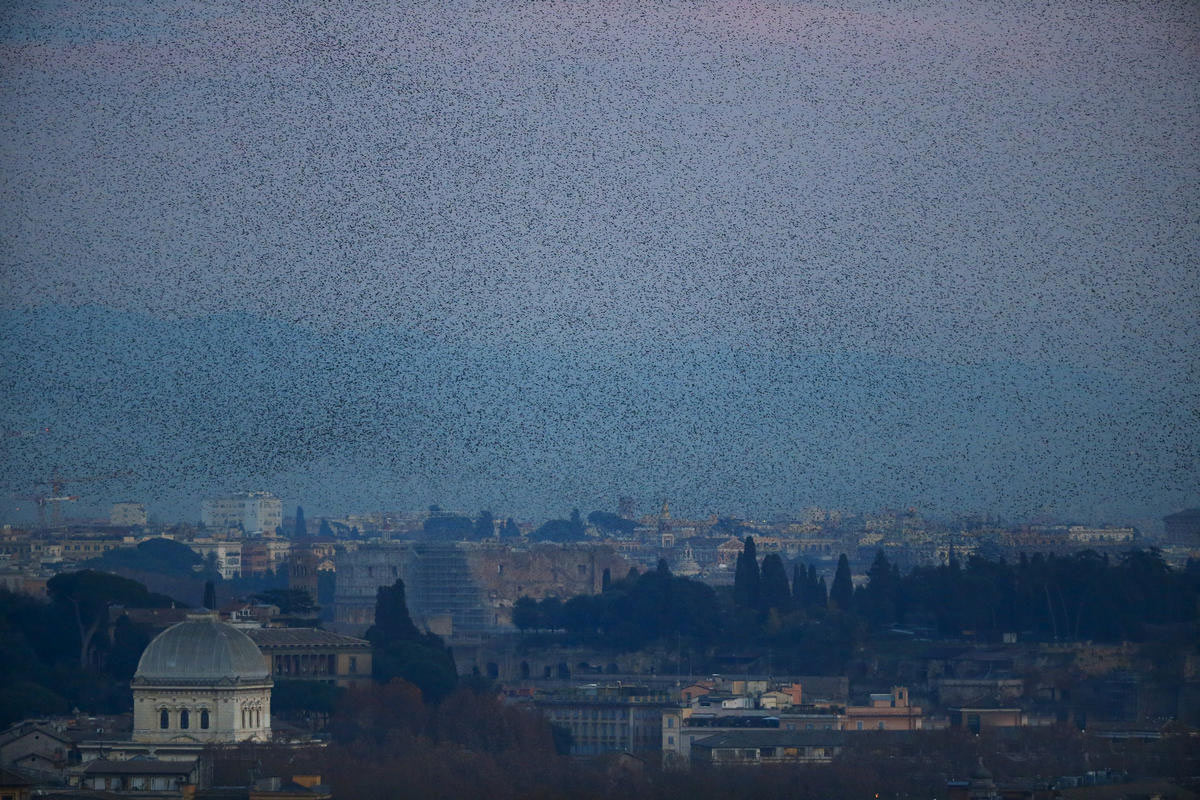 意大利羅馬八哥&ldquo;壓城&rdquo; 場面壯觀