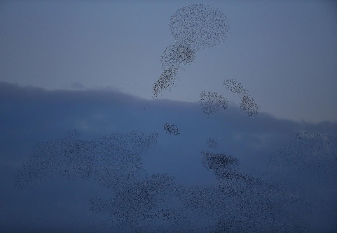 意大利羅馬八哥&ldquo;壓城&rdquo; 場面壯觀