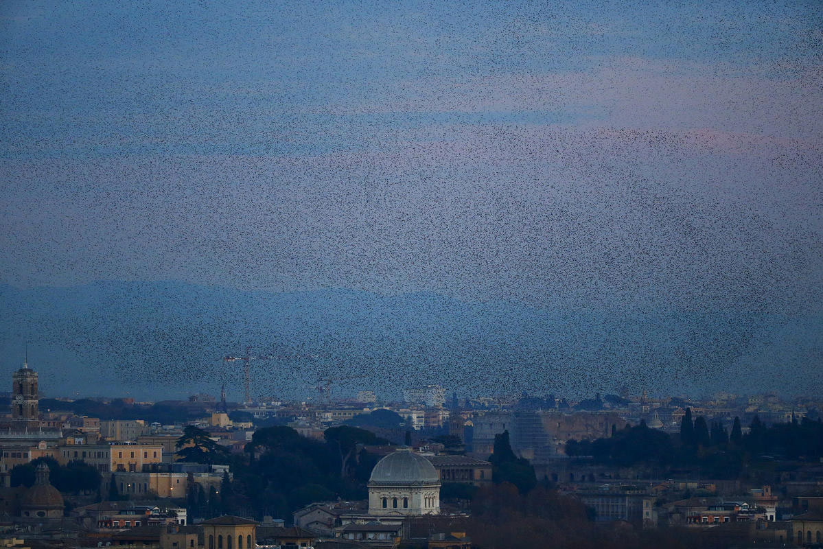 意大利罗马八哥&ldquo;压城&rdquo; 场面壮观