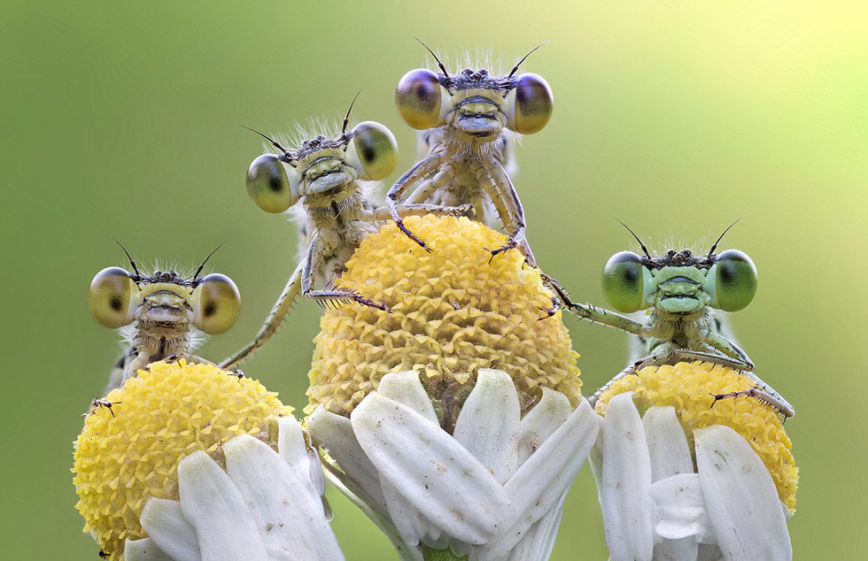 摄影师抓怕蜻蜓&ldquo;起床&rdquo;呆萌神态