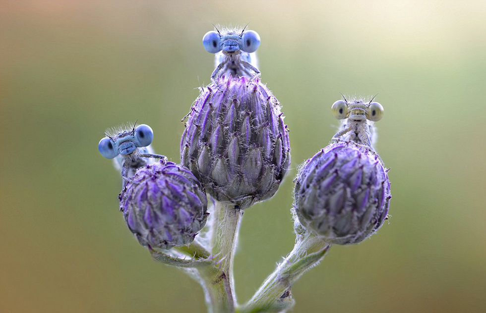 摄影师抓怕蜻蜓“起床”呆萌神态