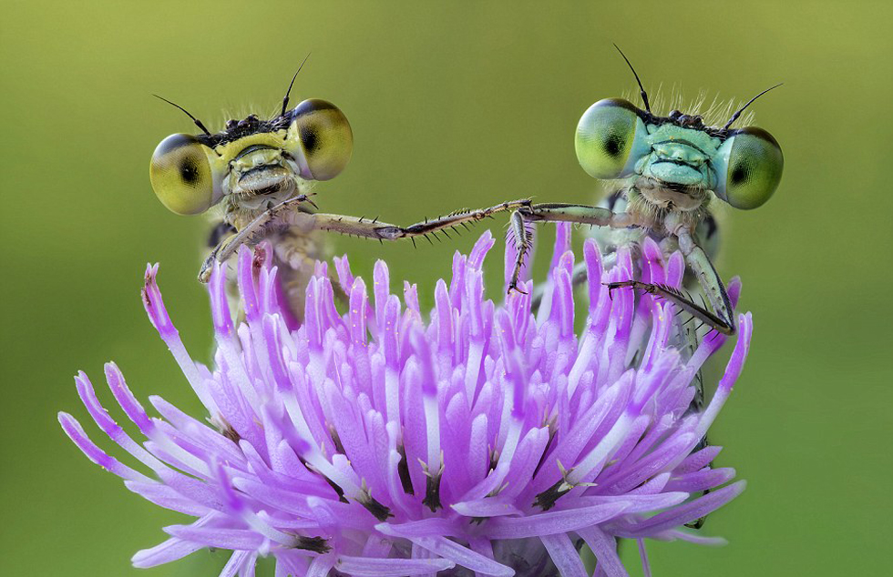 摄影师抓怕蜻蜓&ldquo;起床&rdquo;呆萌神态