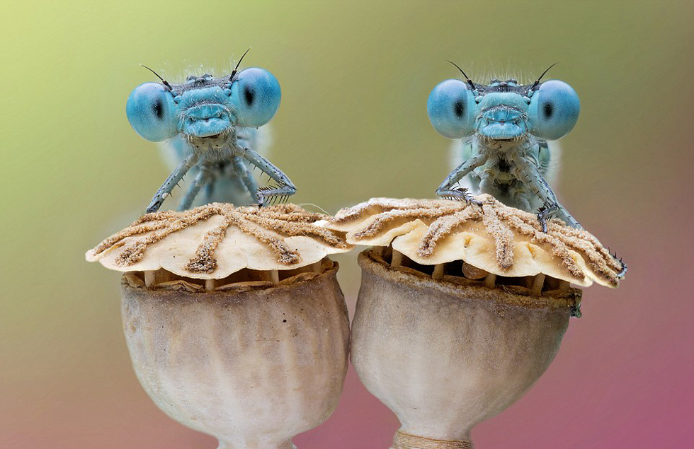 摄影师抓怕蜻蜓“起床”呆萌神态