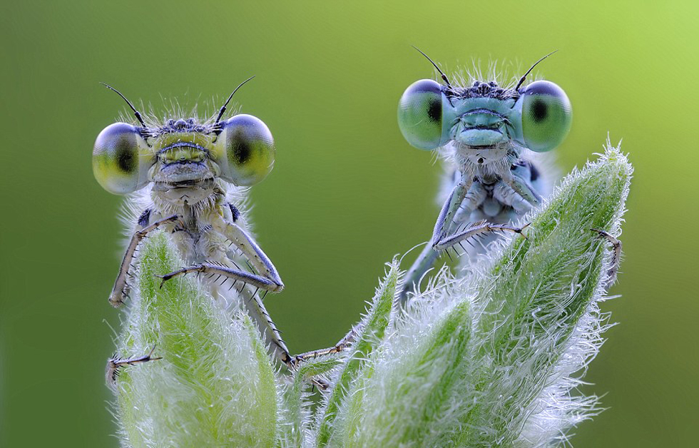 摄影师抓怕蜻蜓&ldquo;起床&rdquo;呆萌神态
