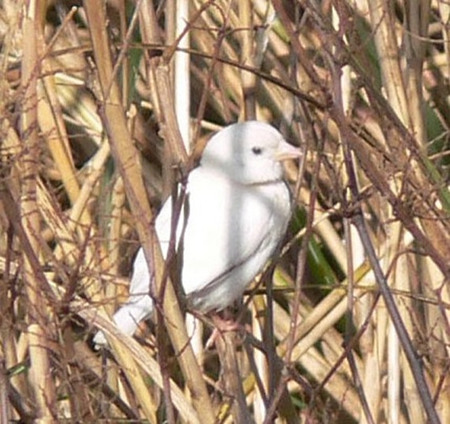 罕见纯白麻雀现身日本民众自发守护（图）