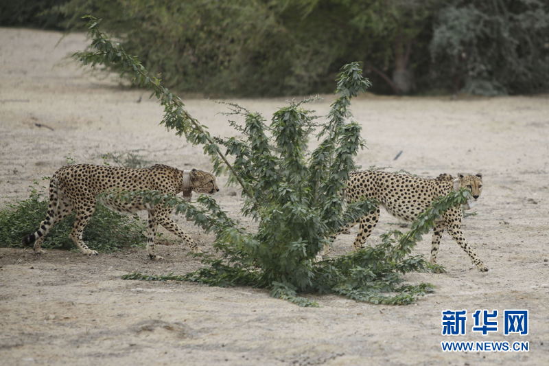 阿布扎比岛屿获全球最佳可持续发展旅游目的地