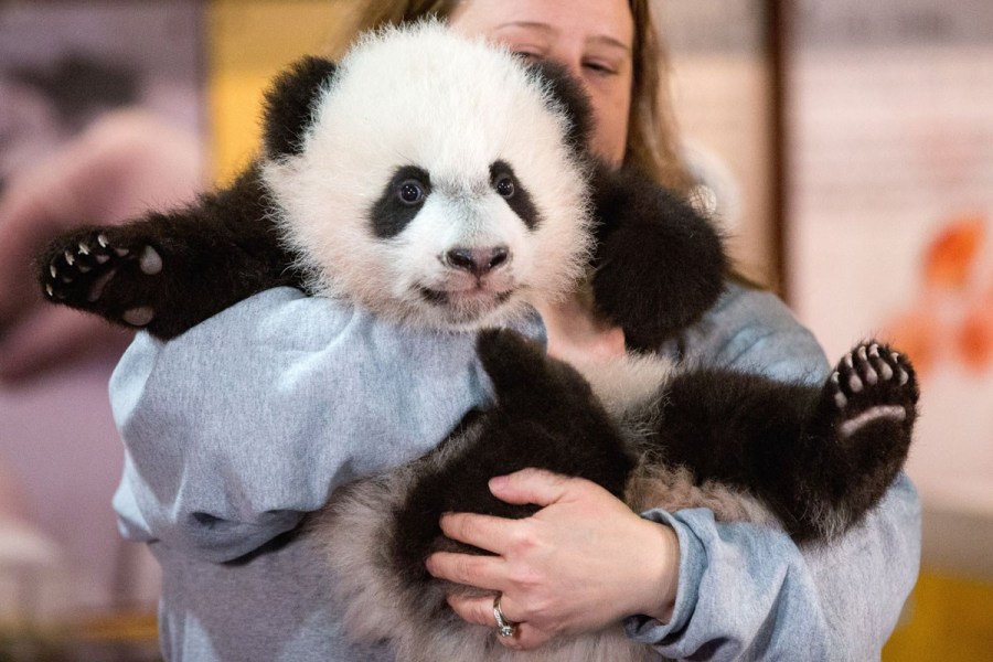 熊猫宝宝亮相华盛顿