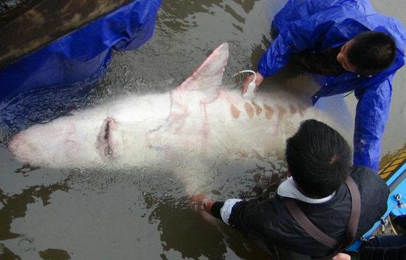 南京渔民捕获胭脂鱼王 盘点那些被活捉的大鱼(图)