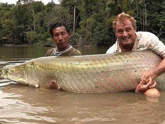 渔民捕获鱼中鱼 盘点人类捕获的&ldquo;鱼王&rdquo;们