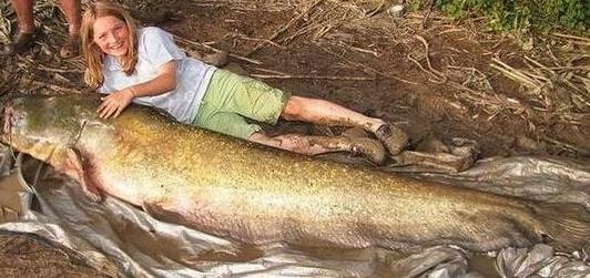 渔民捕获鱼中鱼 盘点人类捕获的&ldquo;鱼王&rdquo;们