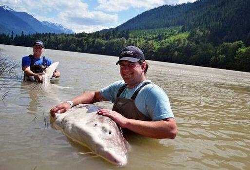 渔民捕获鱼中鱼 盘点人类捕获的&ldquo;鱼王&rdquo;们