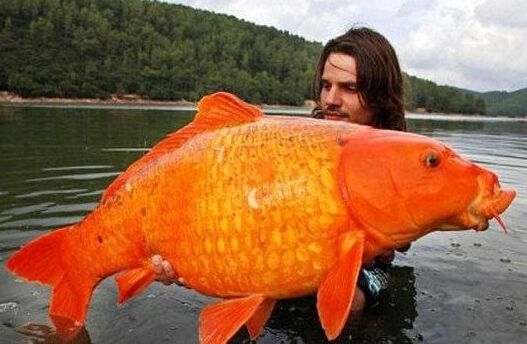 渔民捕获鱼中鱼 盘点人类捕获的&ldquo;鱼王&rdquo;们