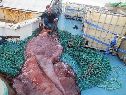 渔民捕获鱼中鱼 盘点人类捕获的&ldquo;鱼王&rdquo;们