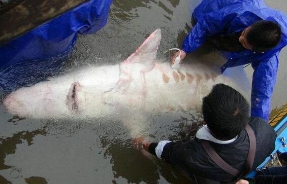 渔民捕获鱼中鱼 盘点人类捕获的“鱼王”们