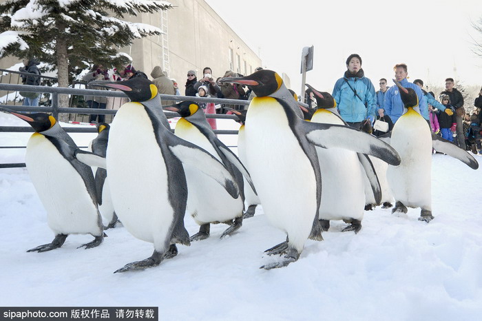本北海道举行企鹅大游行 成群结队摇头晃脑萌