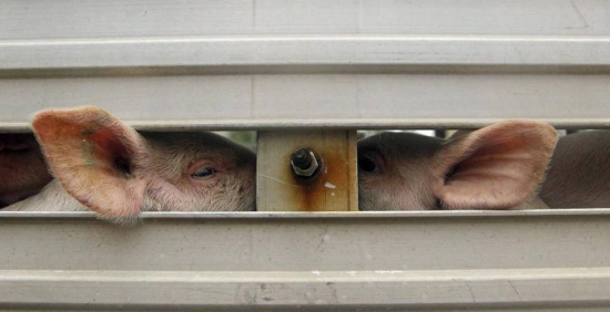 运猪车高速翻车小猪乱窜救援者手忙脚乱捉小猪（图）