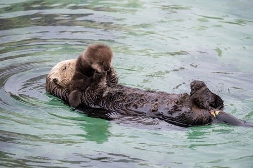 海獭妈妈抱着小海獭,漂浮在水面上。图片来源:蒙特雷湾水族馆==