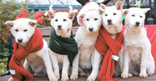 朴槿惠发布爱犬幼崽送人信息与扎克伯格互通邮件