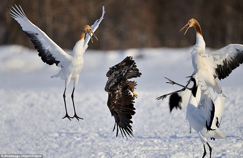 遭遇老鹰抢食,丹顶鹤使用了白鹤亮翅将对方击退~