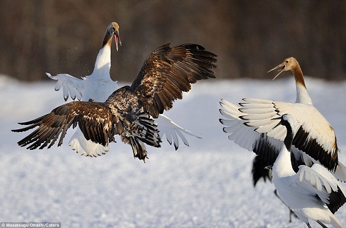 遭遇老鹰抢食,丹顶鹤使用了白鹤亮翅将对方击退~