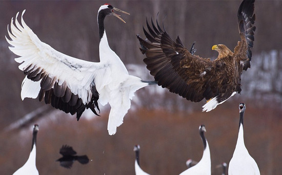 遭遇老鹰抢食,丹顶鹤使用了白鹤亮翅将对方击退~