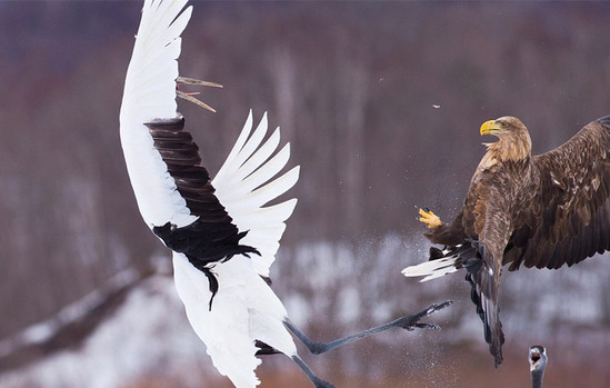 遭遇老鹰抢食,丹顶鹤使用了白鹤亮翅将对方击退~