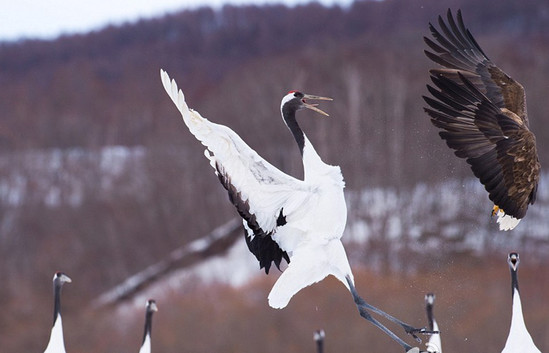 遭遇老鹰抢食,丹顶鹤使用了白鹤亮翅将对方击退~