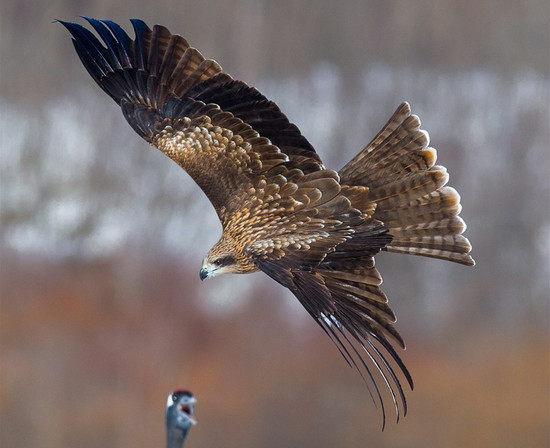 遭遇老鹰抢食,丹顶鹤使用了白鹤亮翅将对方击退~