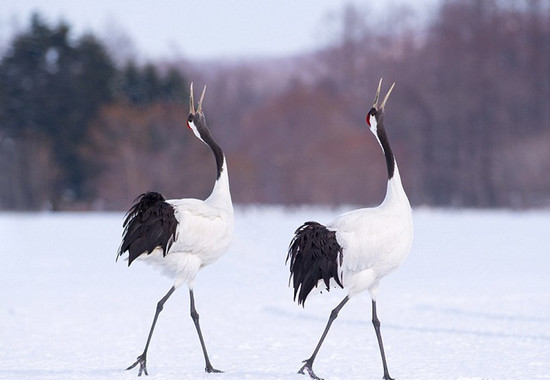 遭遇老鹰抢食,丹顶鹤使用了白鹤亮翅将对方击退~