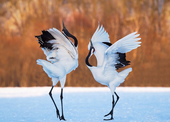 遭遇老鹰抢食,丹顶鹤使用了白鹤亮翅将对方击退~