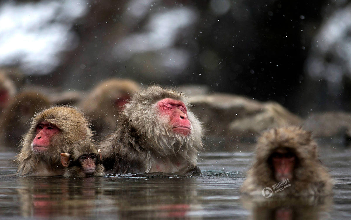 日本野生猕猴雪天泡温泉 表情销魂