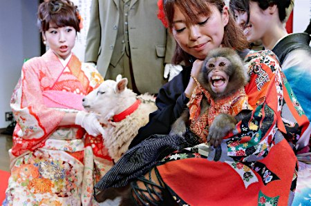 日本：猴子盛装迎猴年与小绵羊温馨交接（组图）