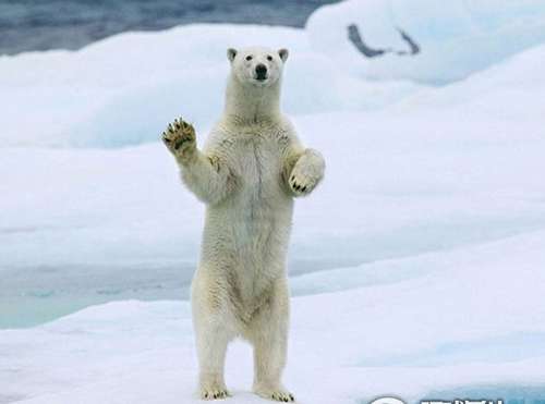 北极熊看到船只经过会站立挥手