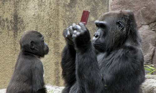 游客不慎掉落游戏机动物园猩猩争相玩耍