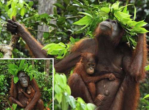 印尼大猩猩用树叶当雨伞为幼仔挡雨