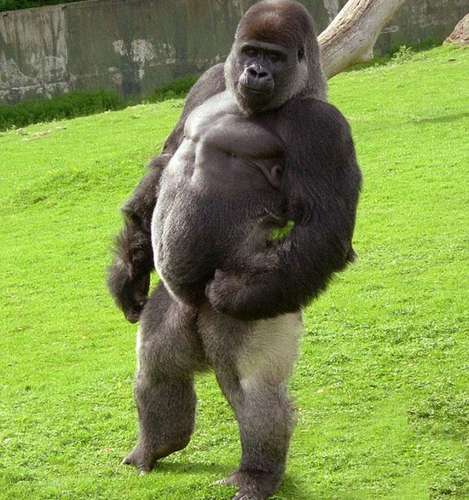 英国一只大猩猩可直立行走受网友追捧