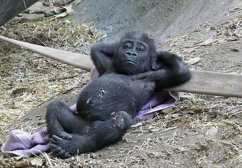 大猩猩宝宝放松显惬意享受美好时光